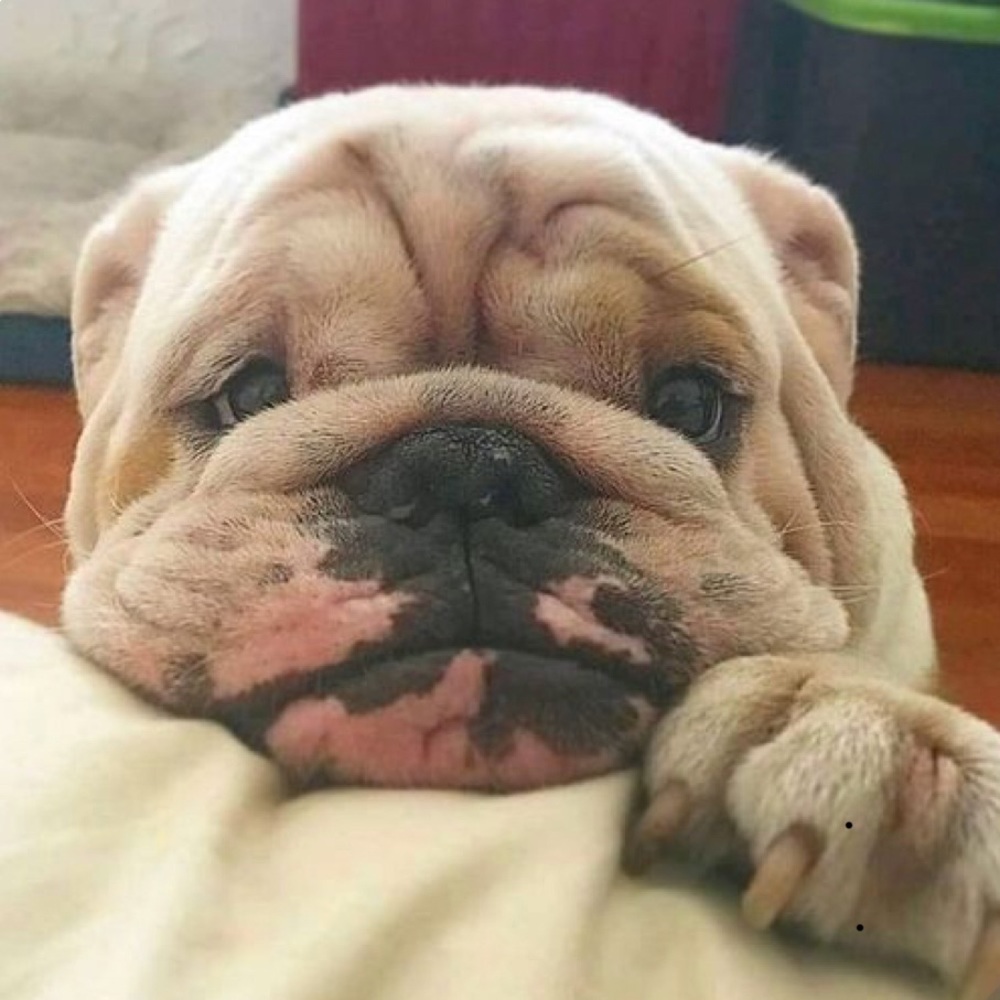 Meet your Posher, Julie